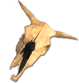 Skull